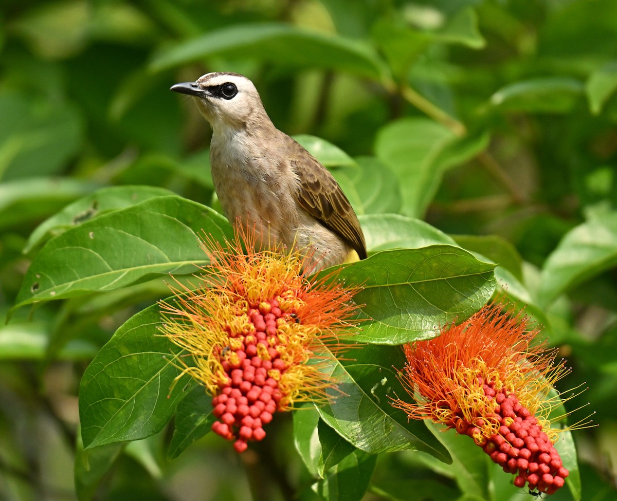 Белобровый бюльбюль - ML646395059