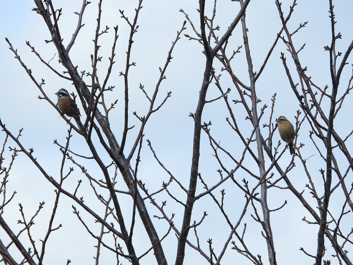 engspurv - ML646395062