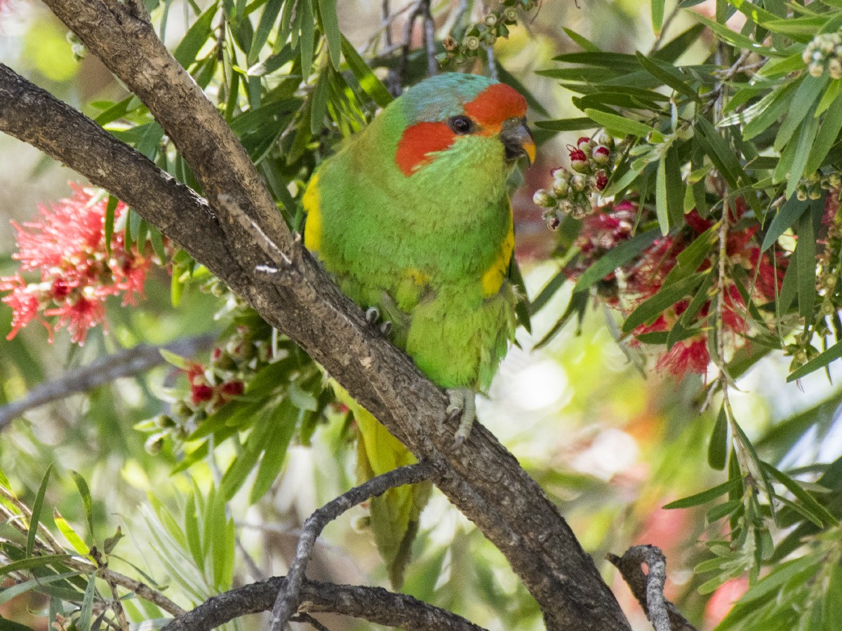 Musk Lorikeet - ML646395065