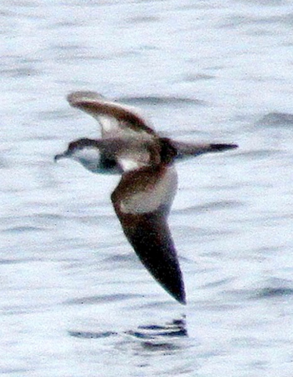 Buller's Shearwater - ML646395071