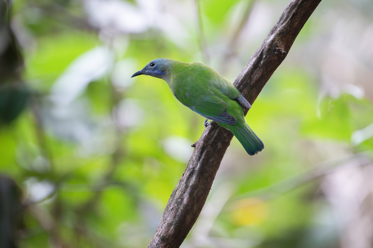 Orange-bellied Leafbird - ML646395072