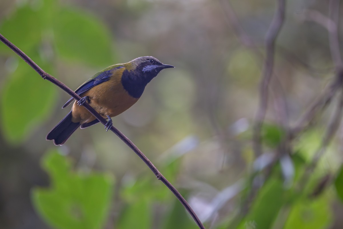 Orange-bellied Leafbird - ML646395073