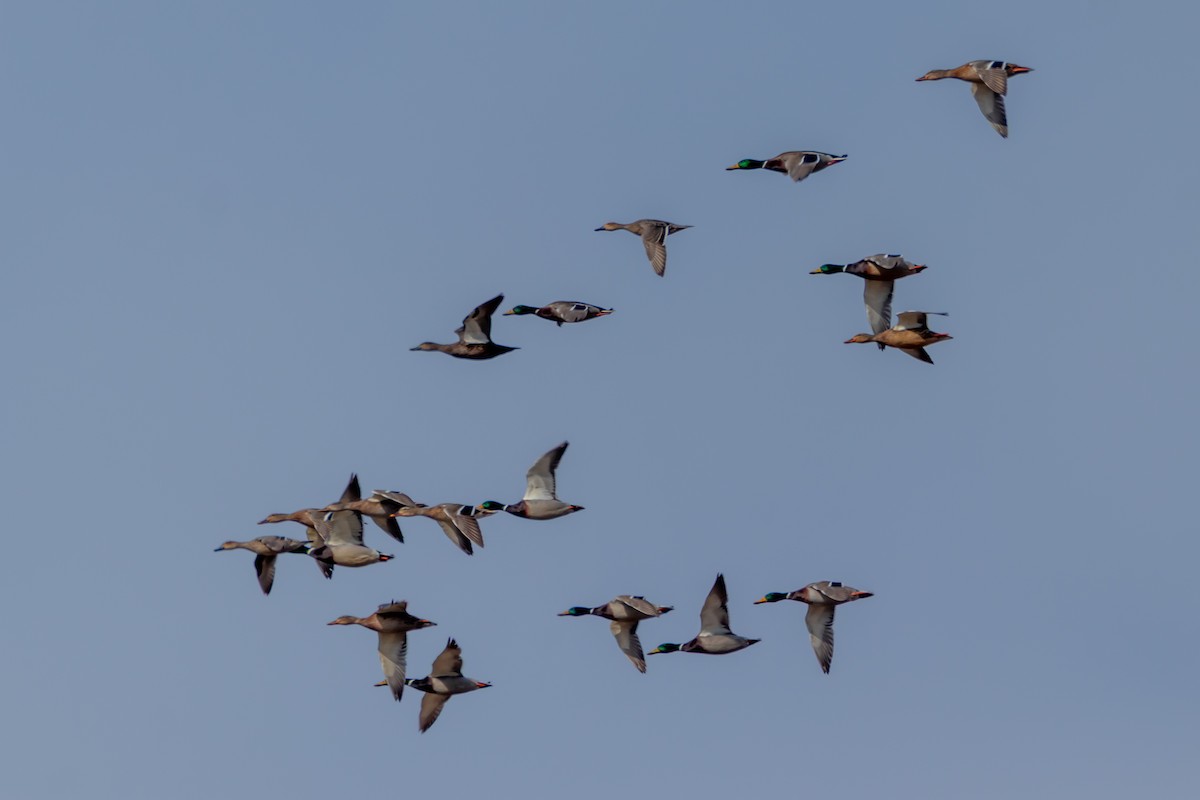 Mallard - ML646395075