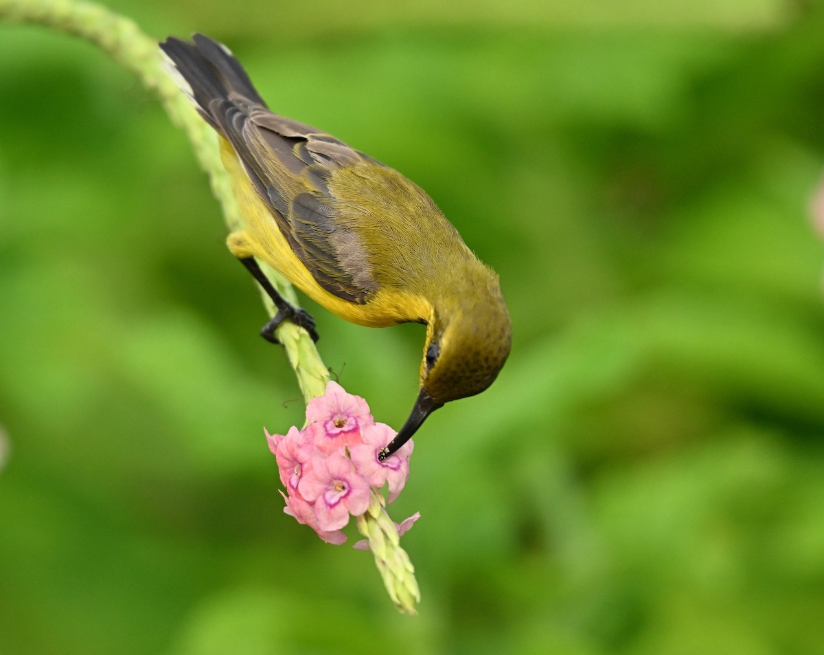 Ornate Sunbird - ML646395078