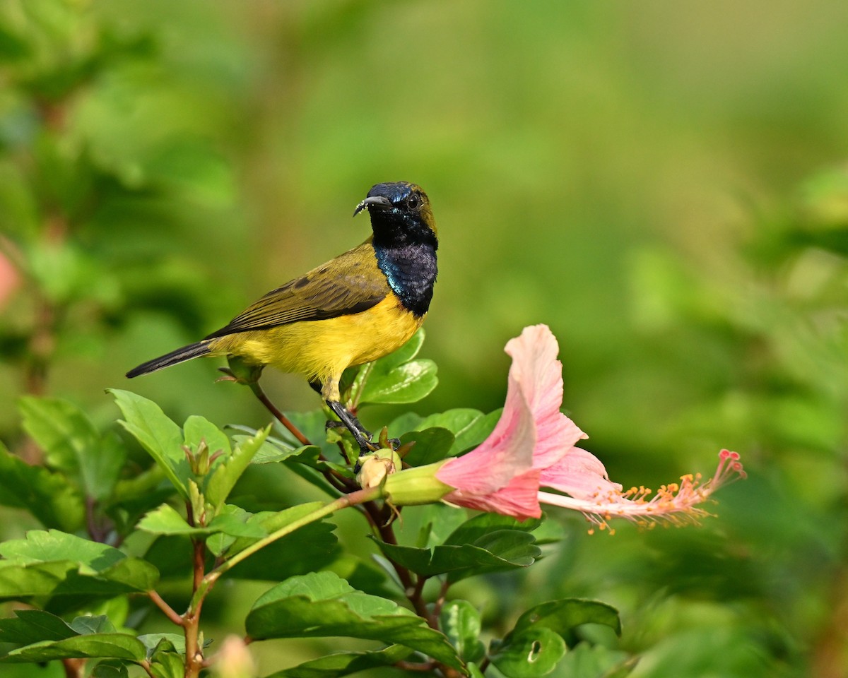 Ornate Sunbird - ML646395079