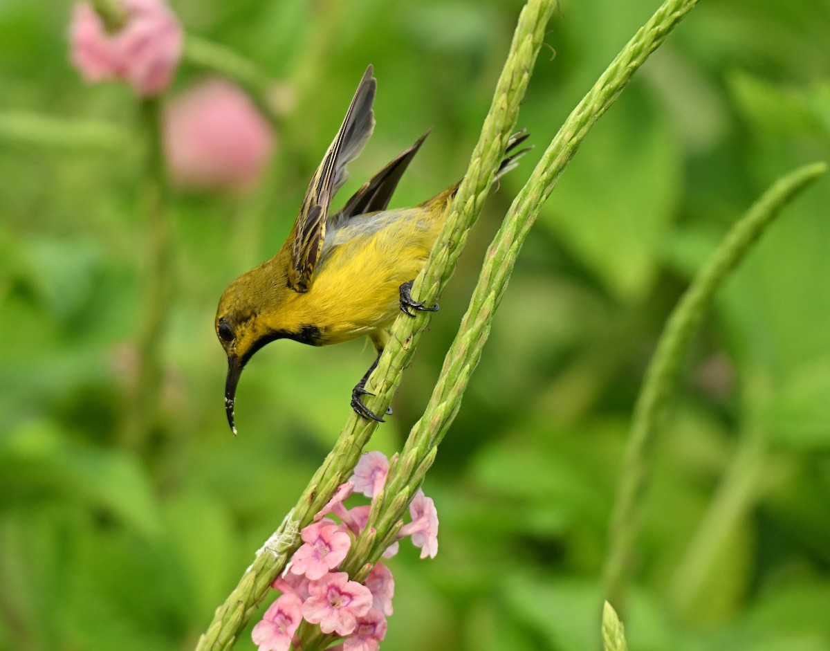 Ornate Sunbird - ML646395080
