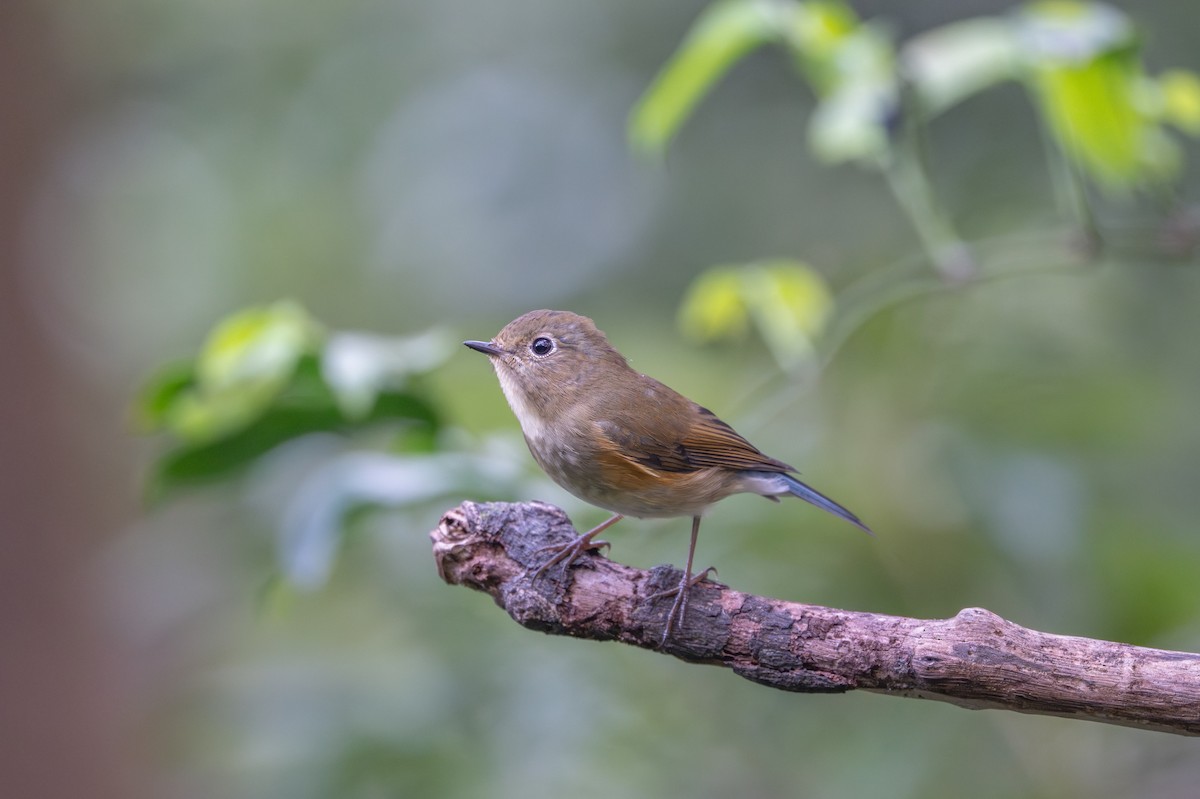 Red-flanked Bluetail - ML646395084