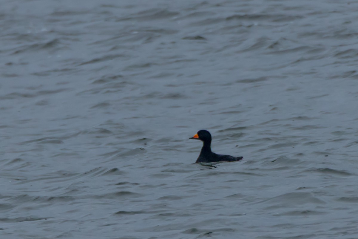 Black Scoter - ML646395089