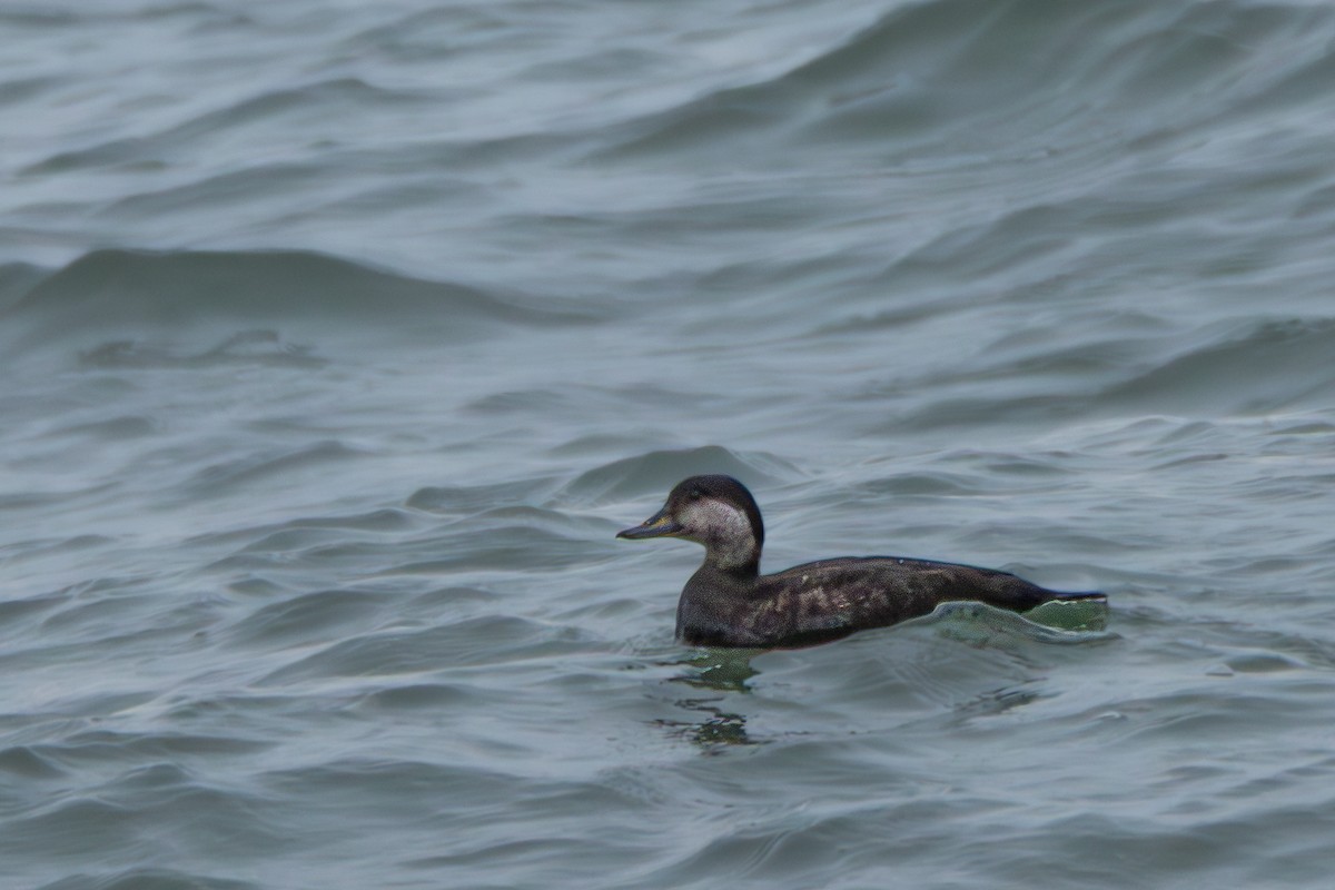 Black Scoter - ML646395090