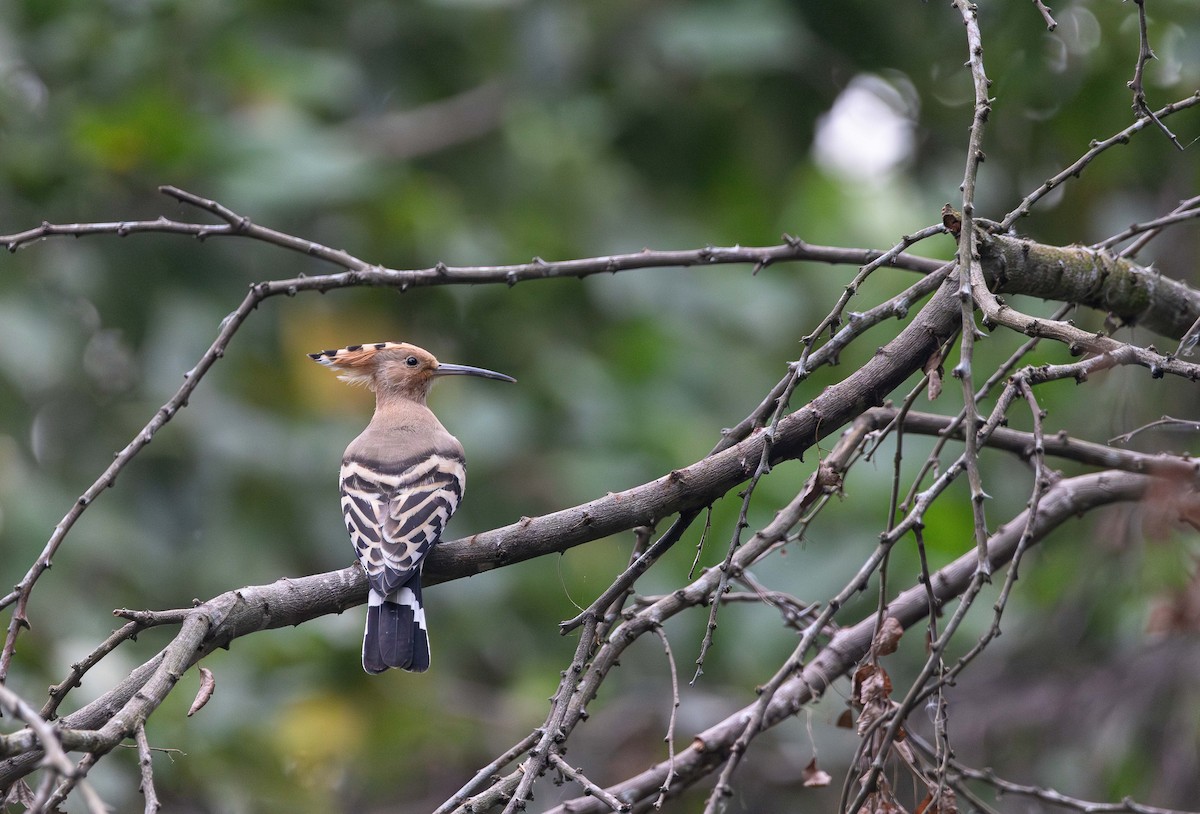 dudek chocholatý - ML646395101