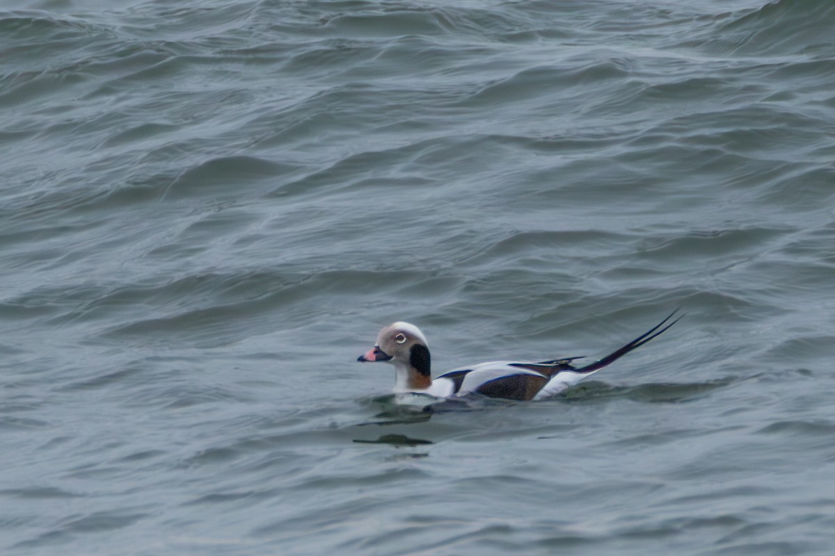 Long-tailed Duck - ML646395105