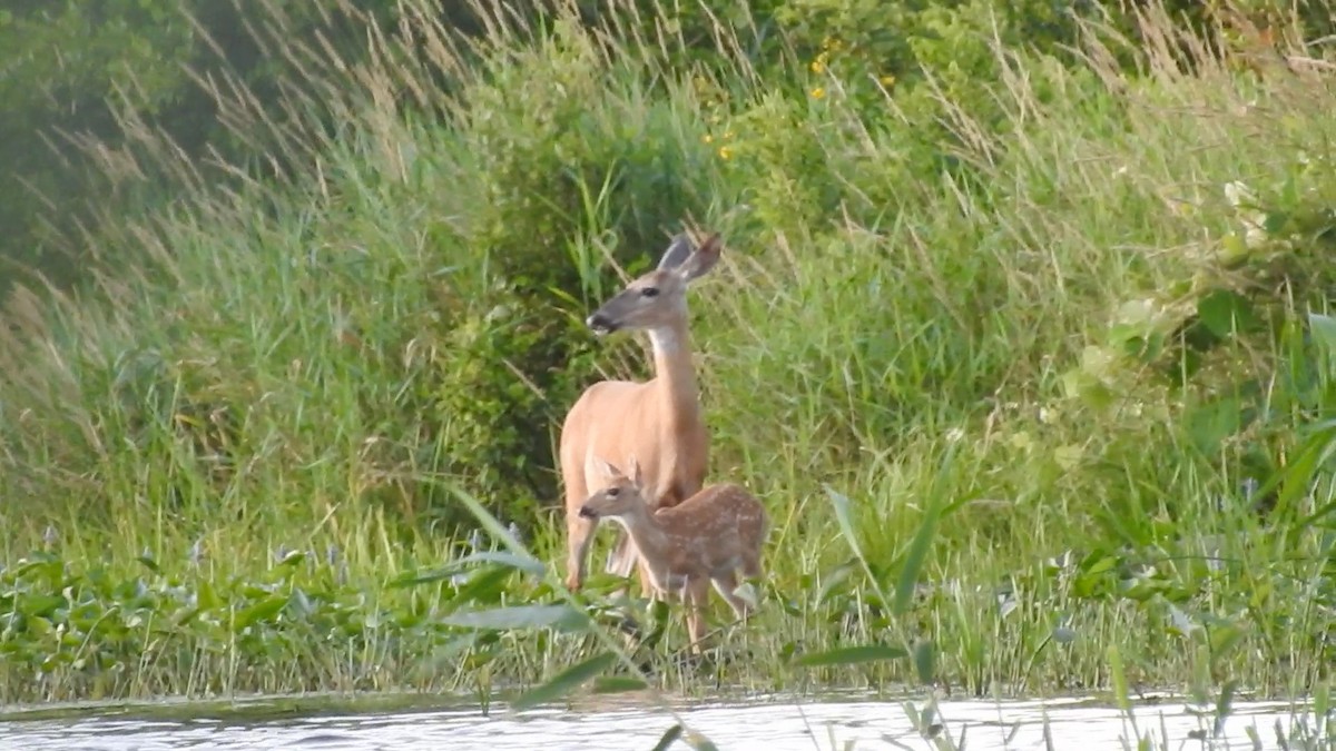 White-tailed Deer - ML646395106