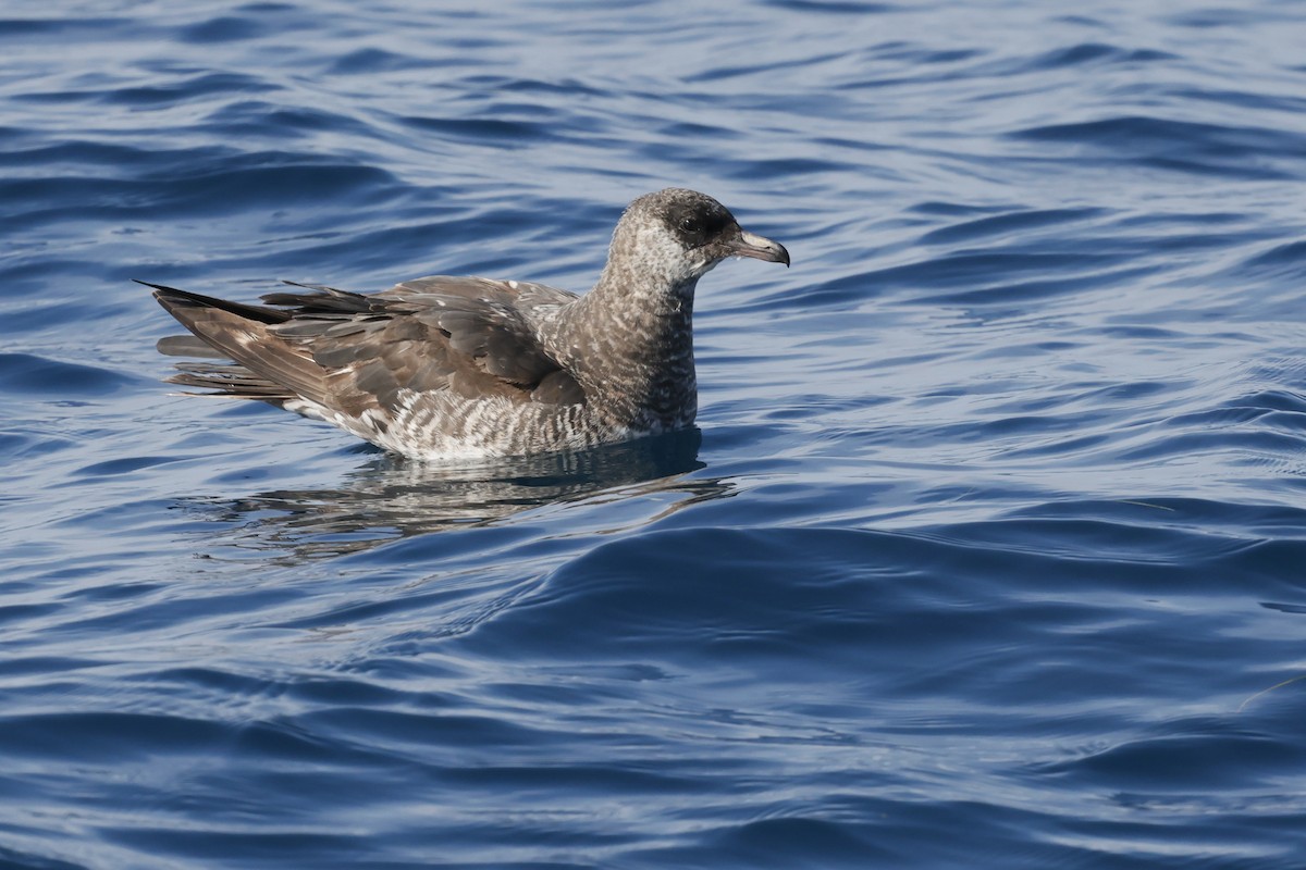 Pomarine Jaeger - ML646395107