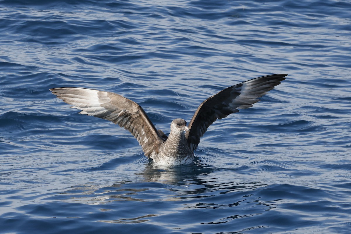 Pomarine Jaeger - ML646395108