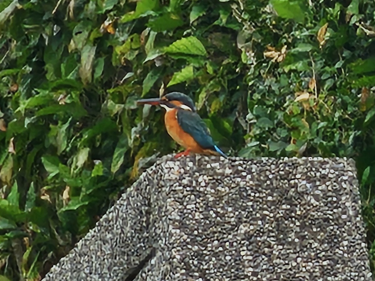 Common Kingfisher - ML646395110