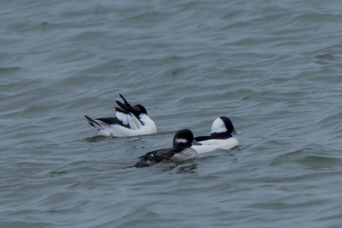 Bufflehead - ML646395111