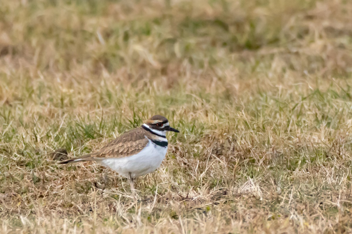 Killdeer - ML646395112