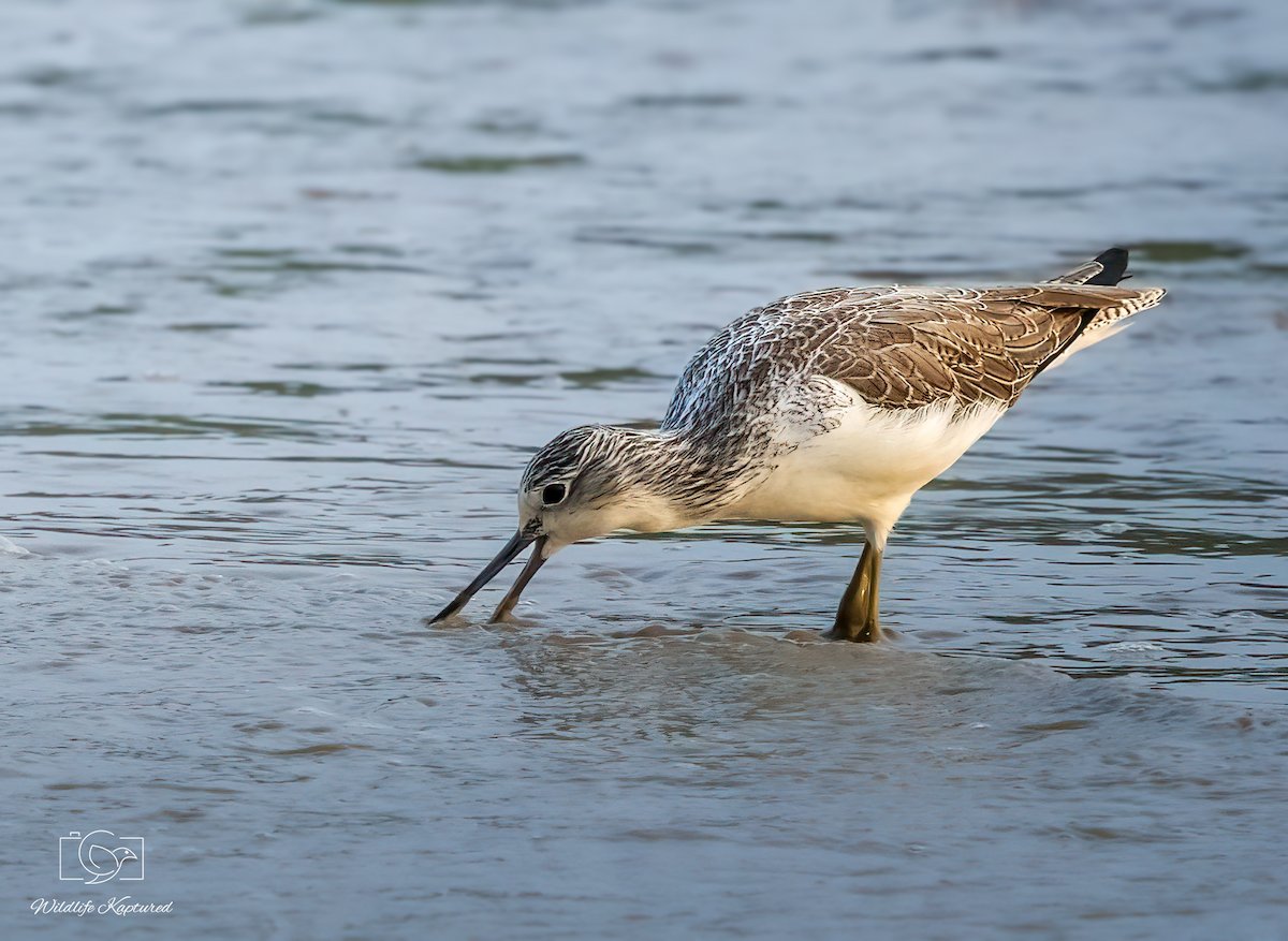 Common Greenshank - ML646395113