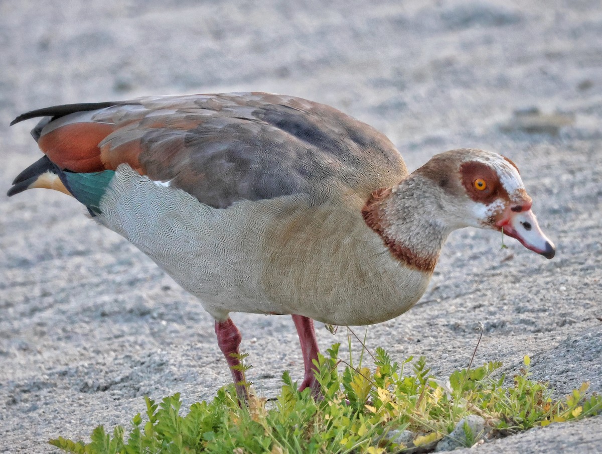 Ganso del Nilo - ML646395115