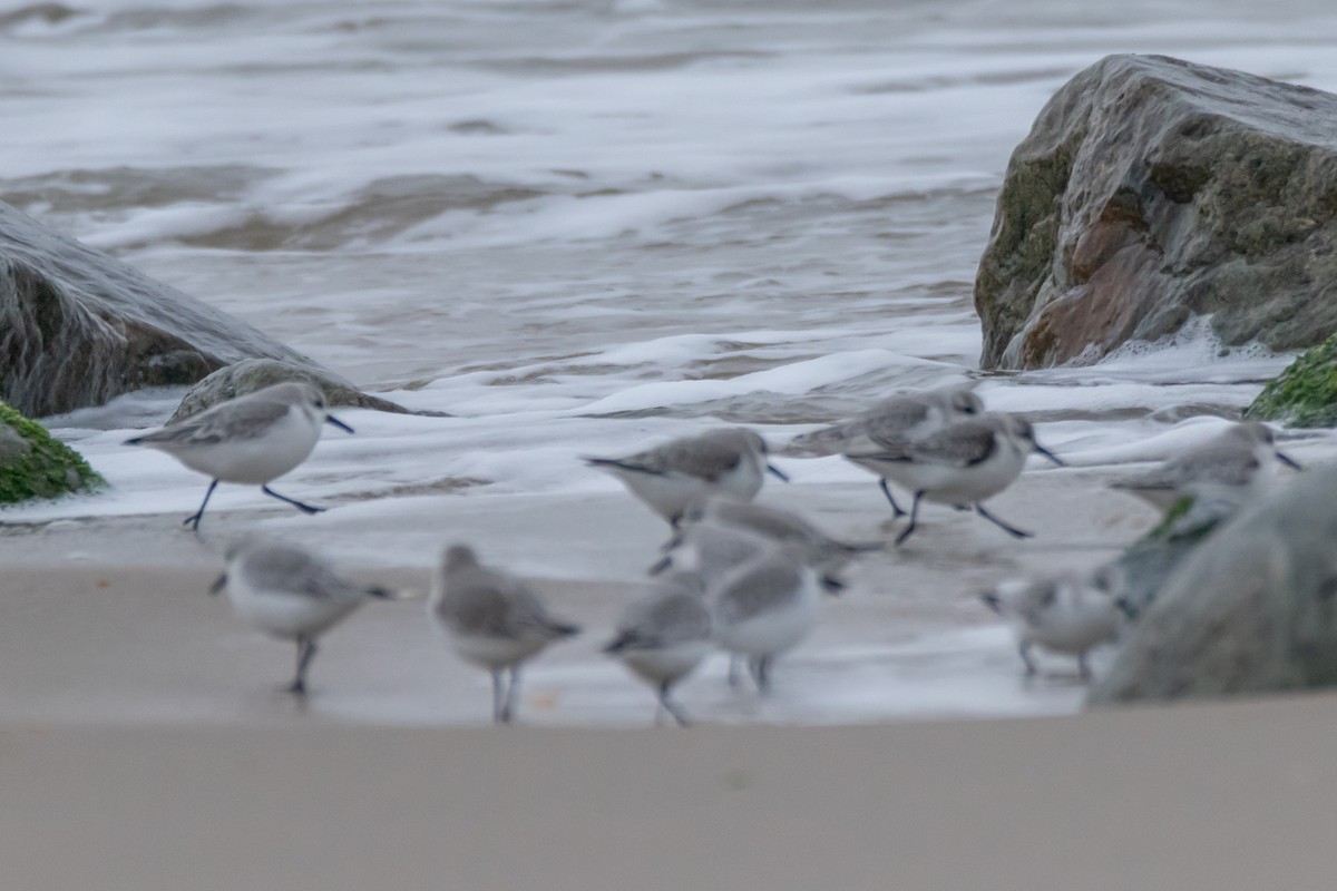 Sanderling - ML646395117