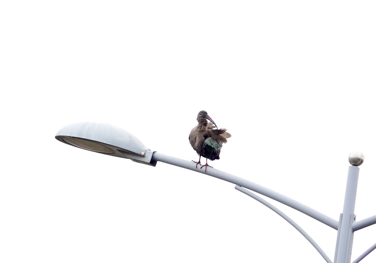 hadadaibis - ML646395118