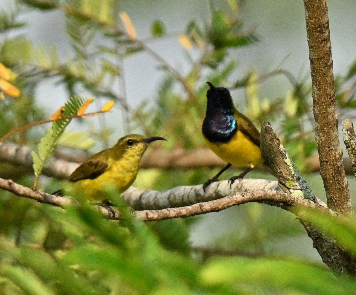 Ornate Sunbird - ML646395120