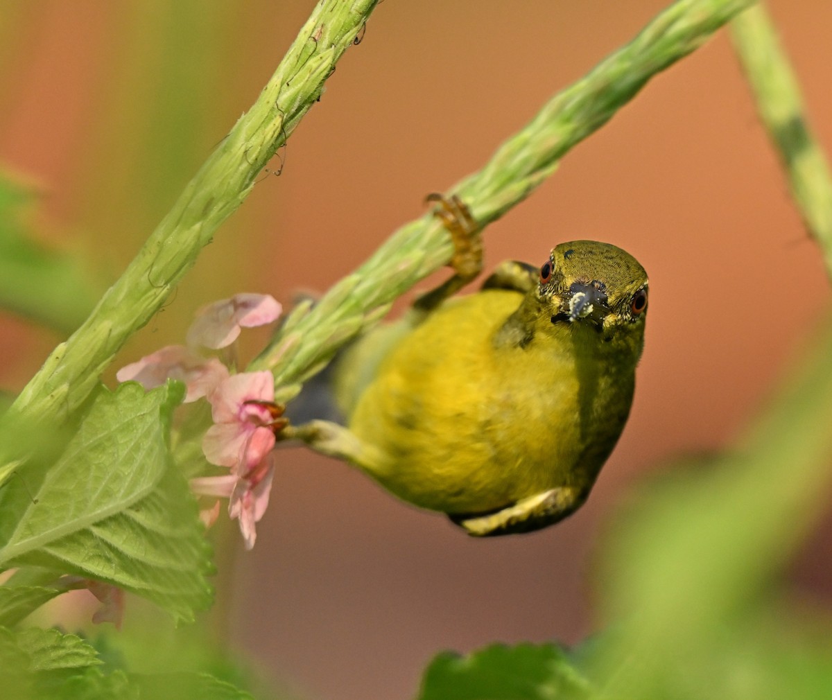 Brown-throated Sunbird - ML646395123