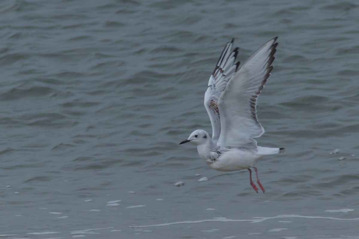 Bonaparte's Gull - ML646395124