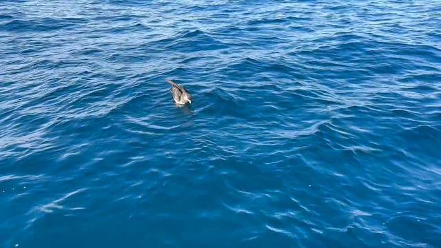 Págalo Pomarino - ML646395125