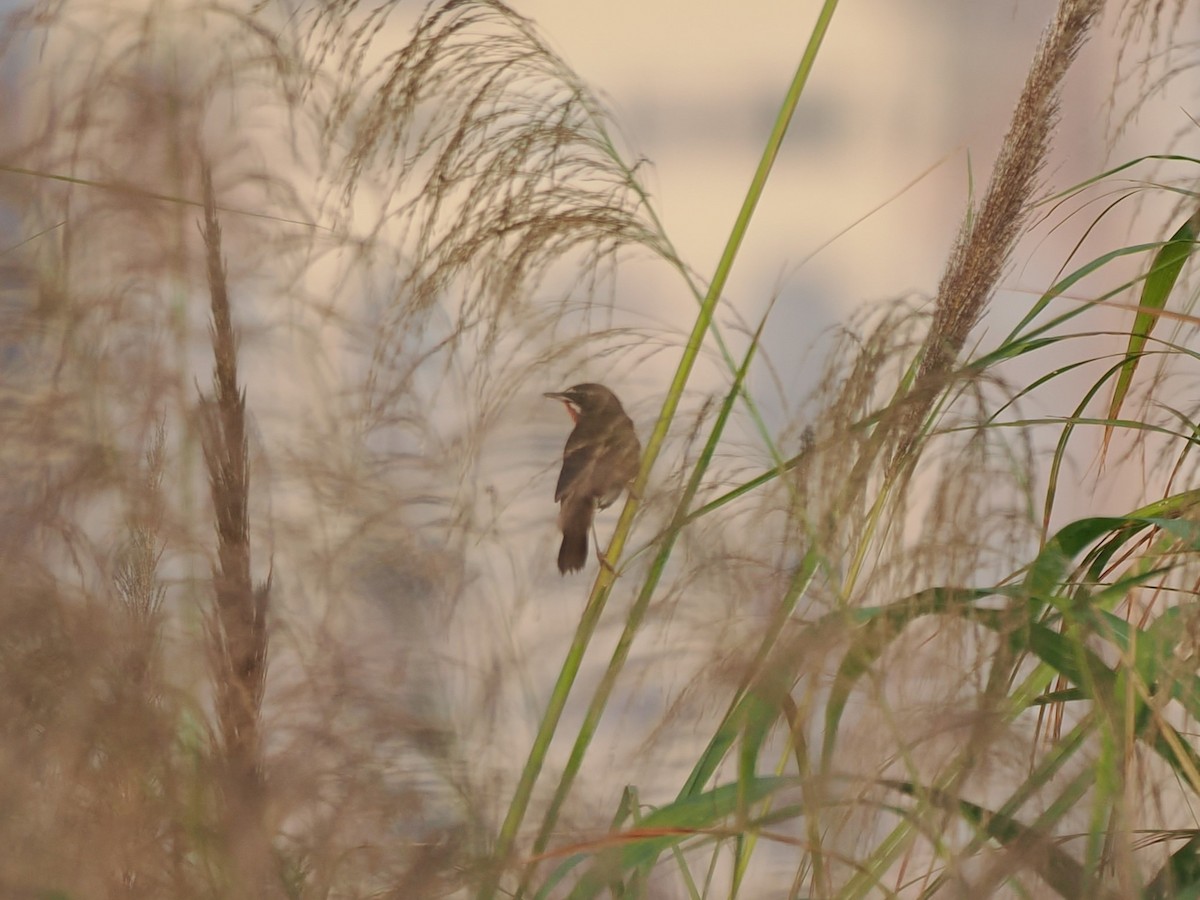 Ruiseñor Calíope - ML646395127