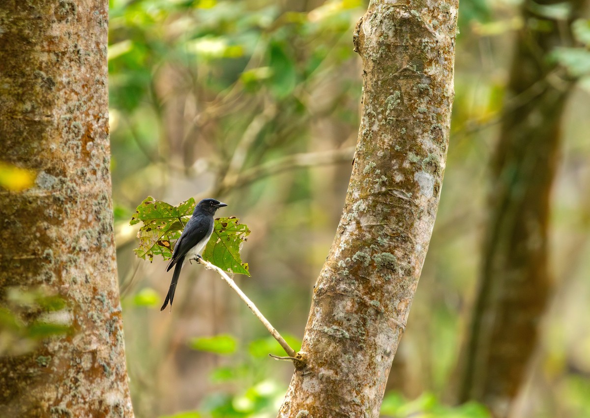 Drongo Ventriblanco - ML646395129