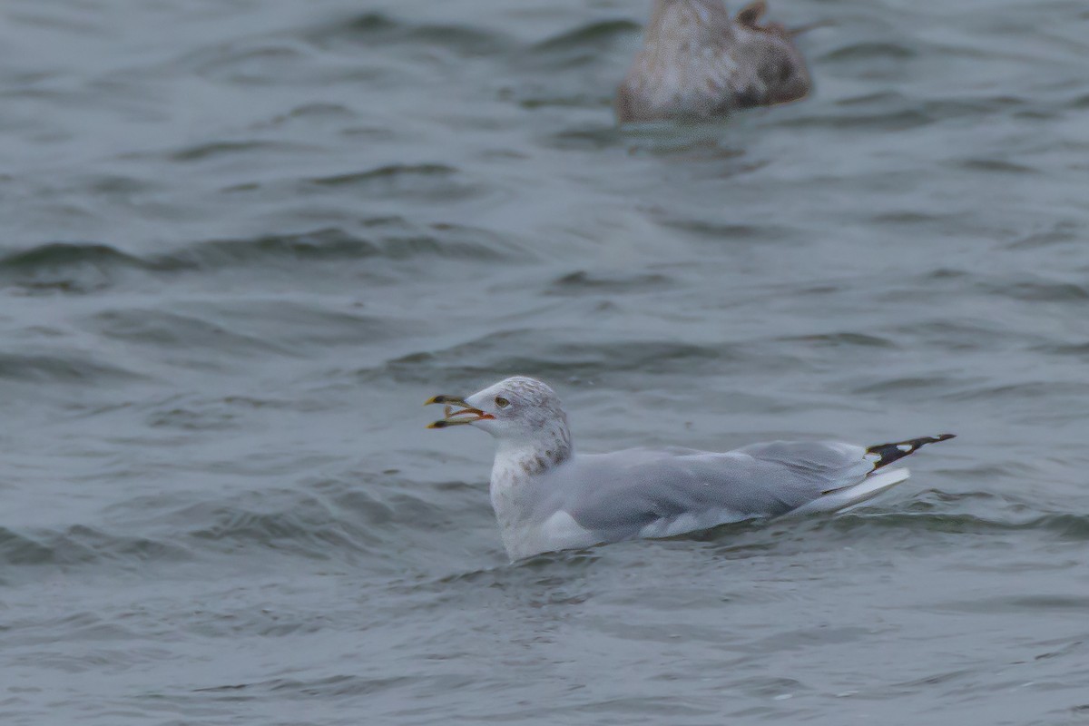 Gaviota de Delaware - ML646395130