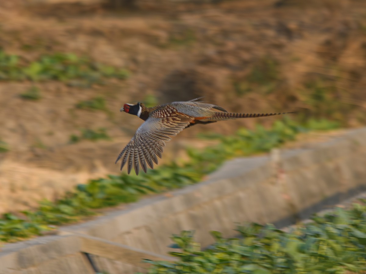 Faisán Vulgar - ML646395131