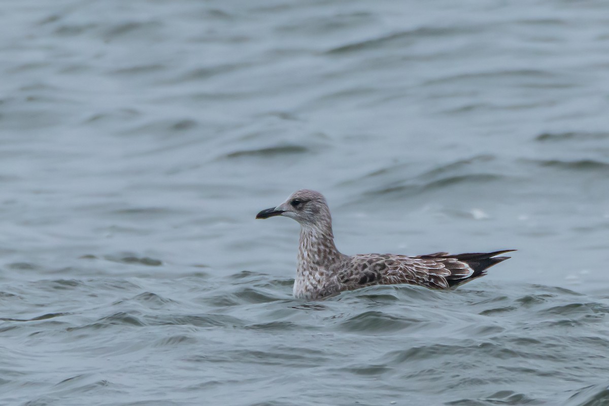 Gaviota Argéntea Americana - ML646395132