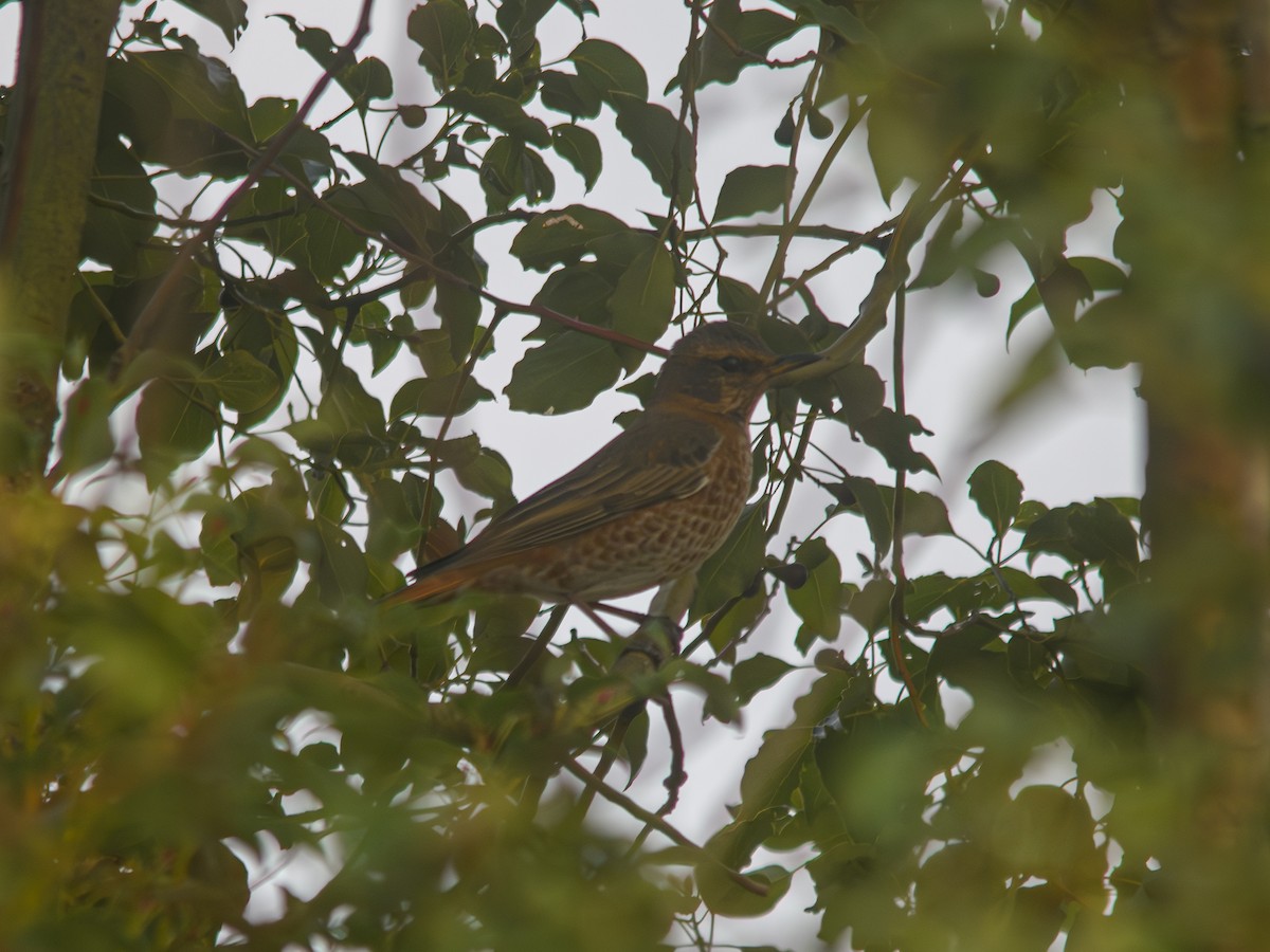 Zorzal de Naumann - ML646395135