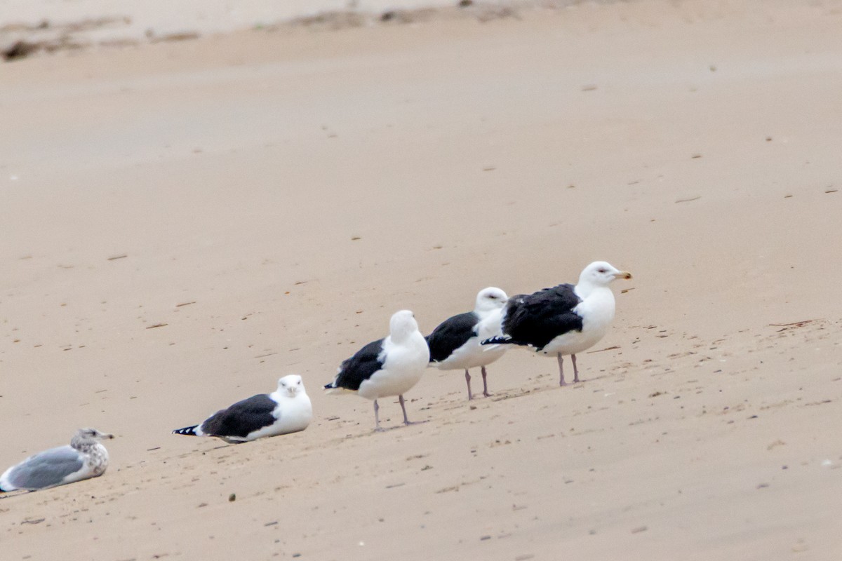 Gavión Atlántico - ML646395136