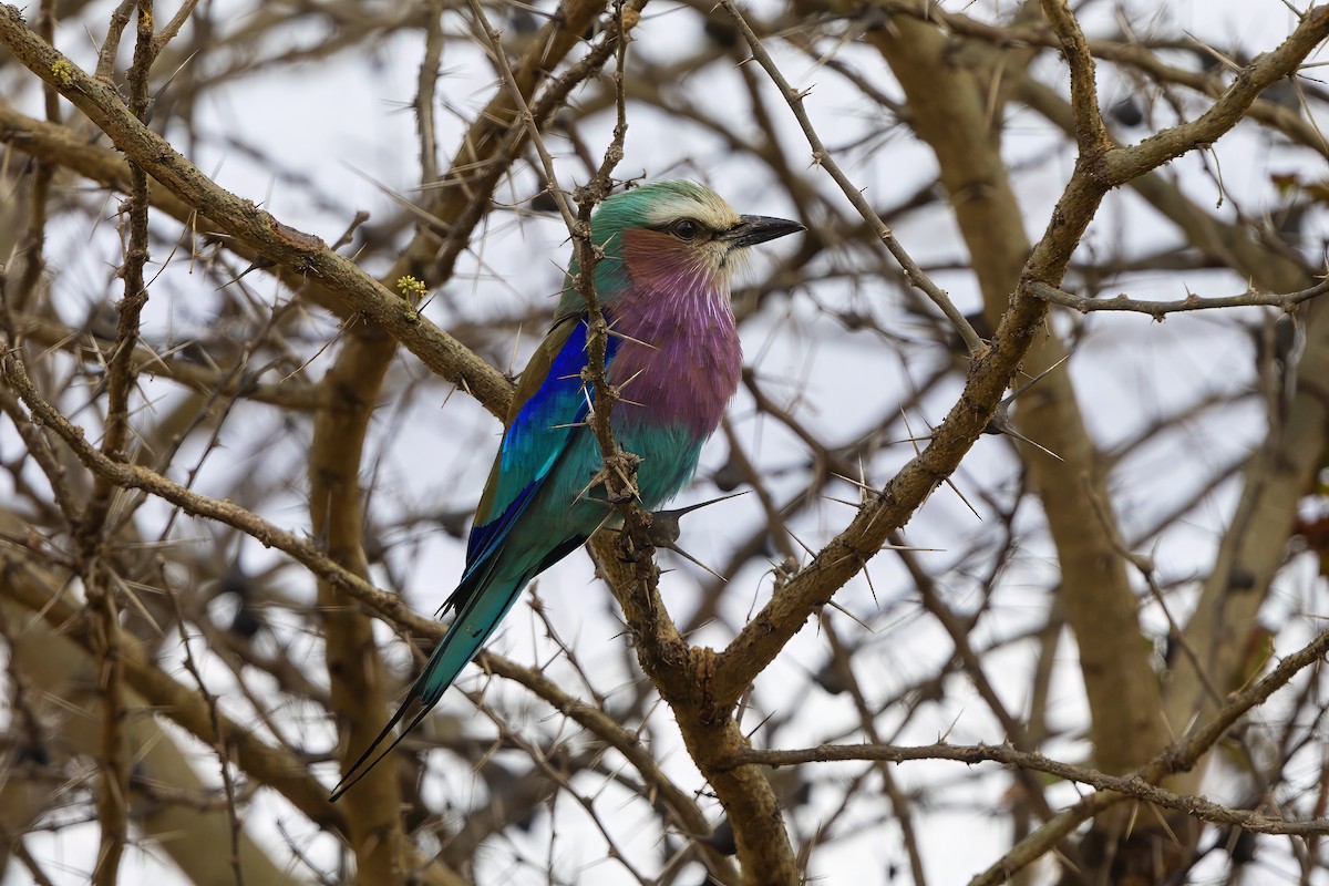 Carraca Lila - ML646395137