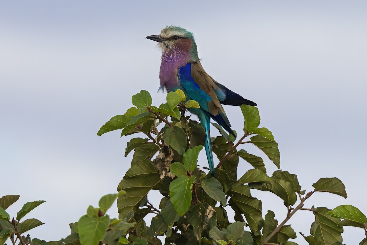 Carraca Lila - ML646395138