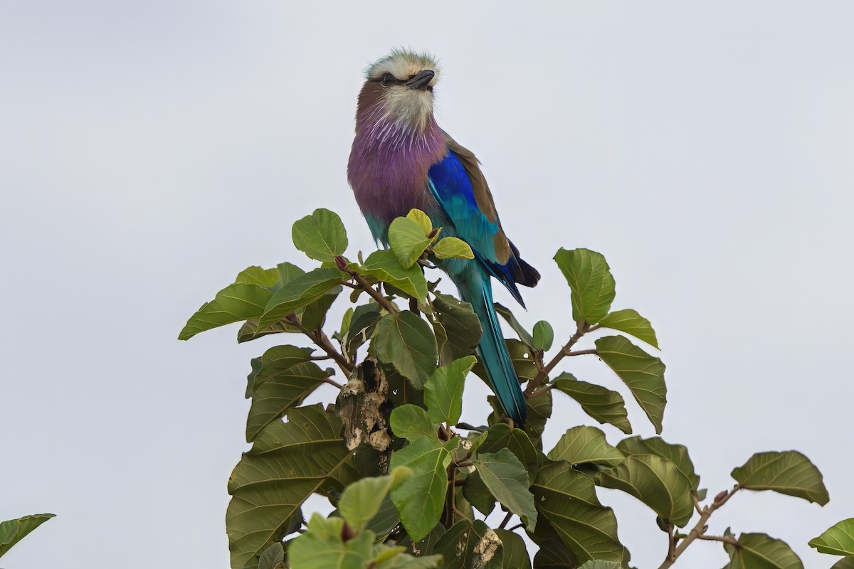 Carraca Lila - ML646395139