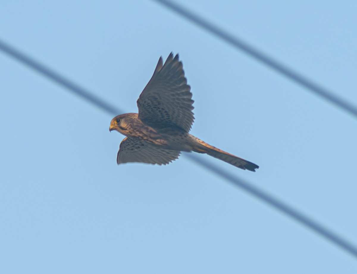 Cernícalo Vulgar - ML646395140