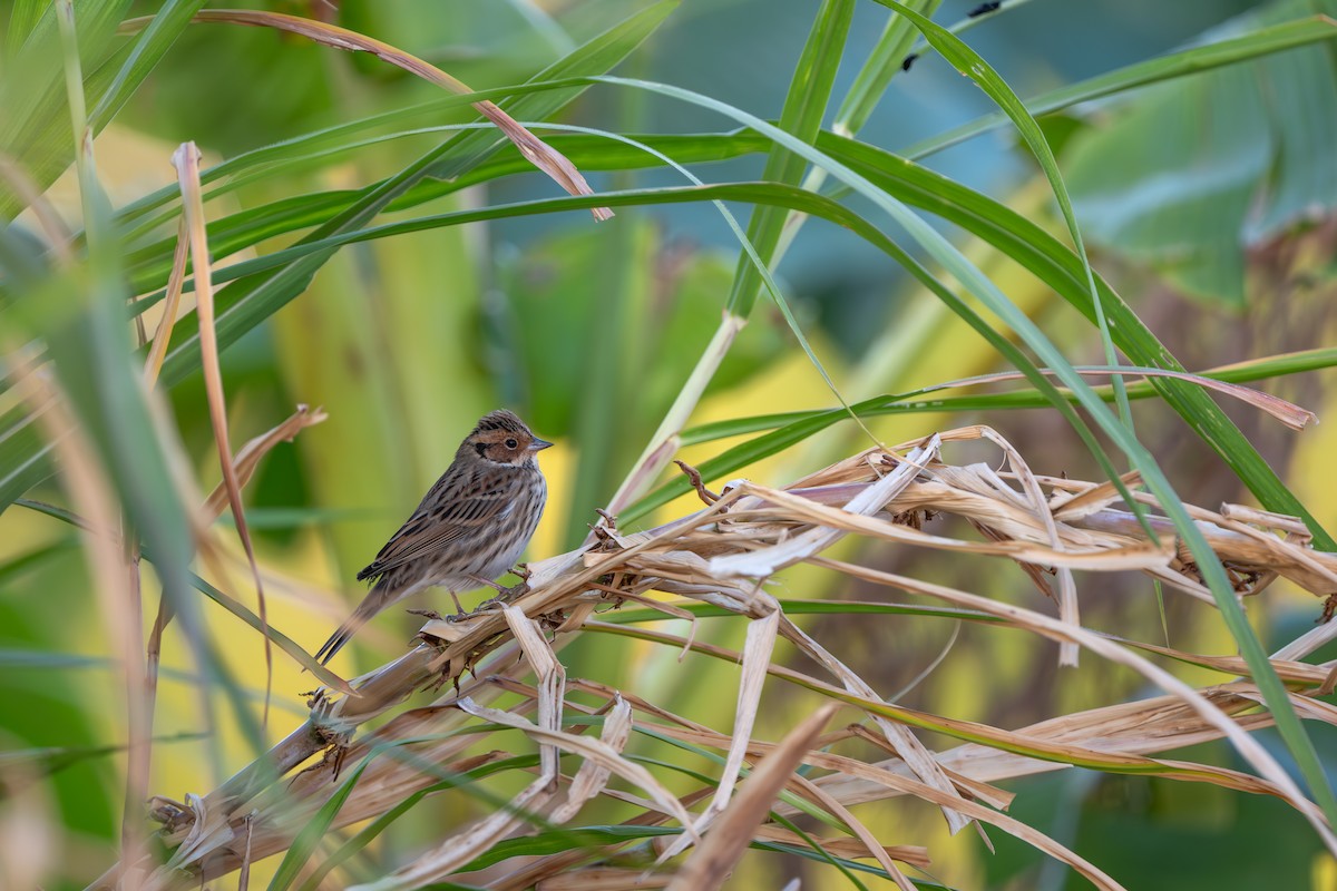 Escribano Pigmeo - ML646395141