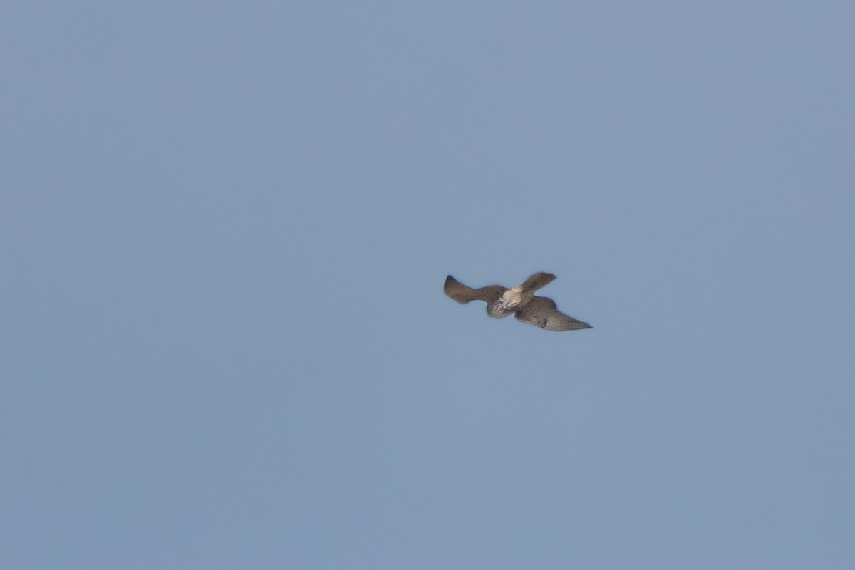 Gavilán Americano - ML646395143