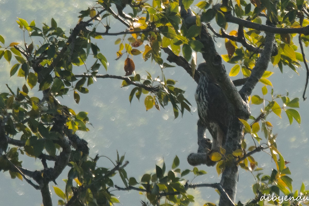 Águila Montañesa - ML646395144