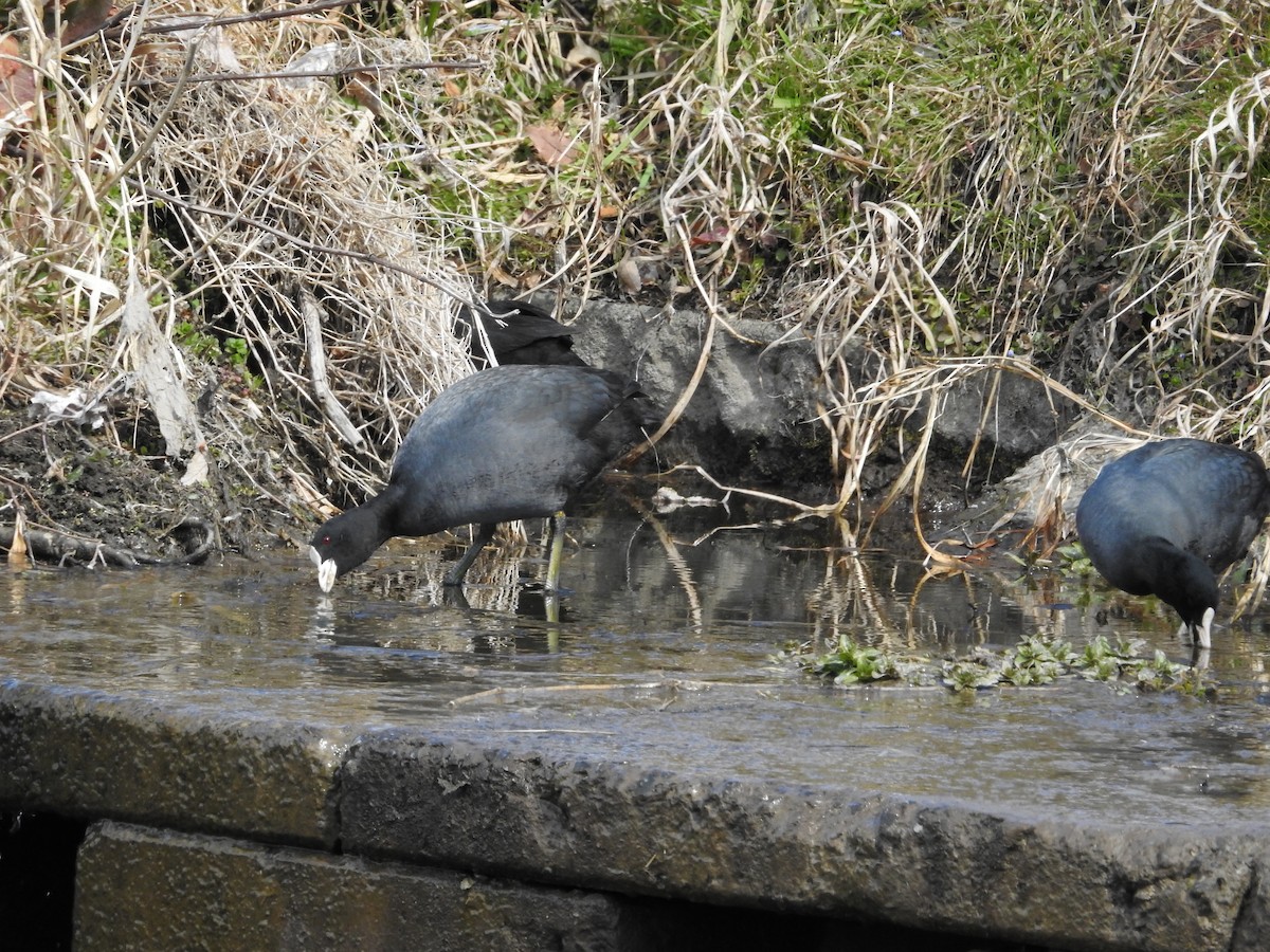 Focha Común - ML646395145