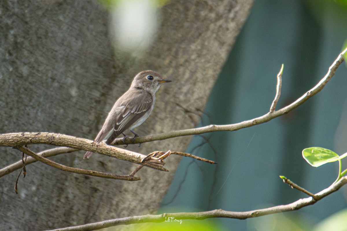 Papamoscas Pardo Asiático - ML646395146