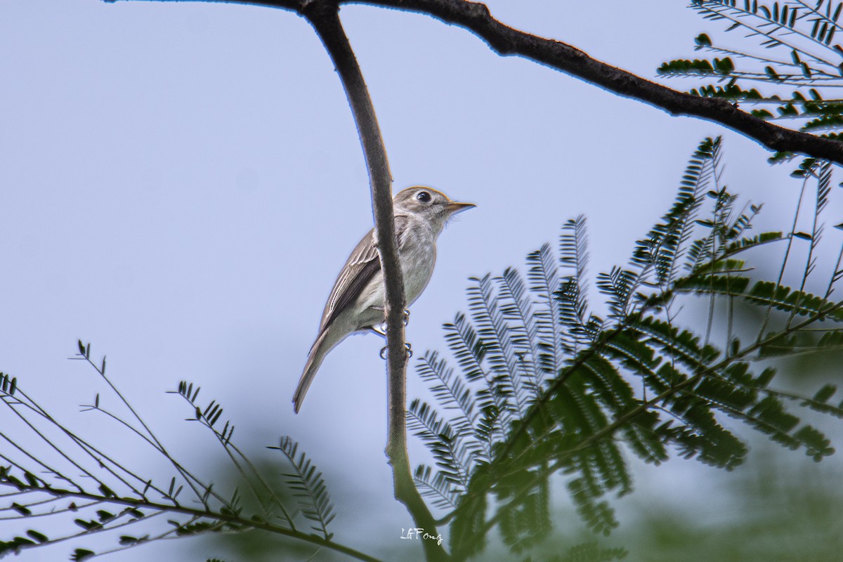 Papamoscas Pardo Asiático - ML646395147