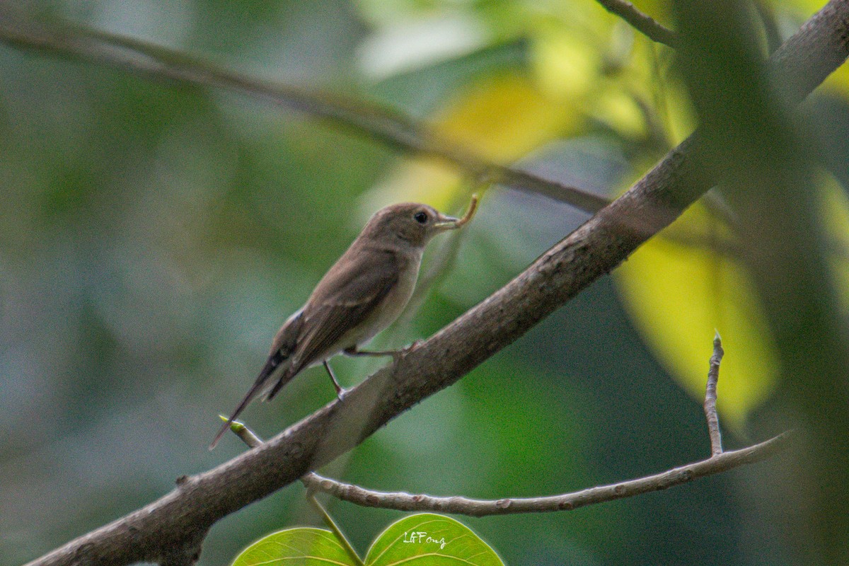 Papamoscas Pardo Asiático - ML646395148