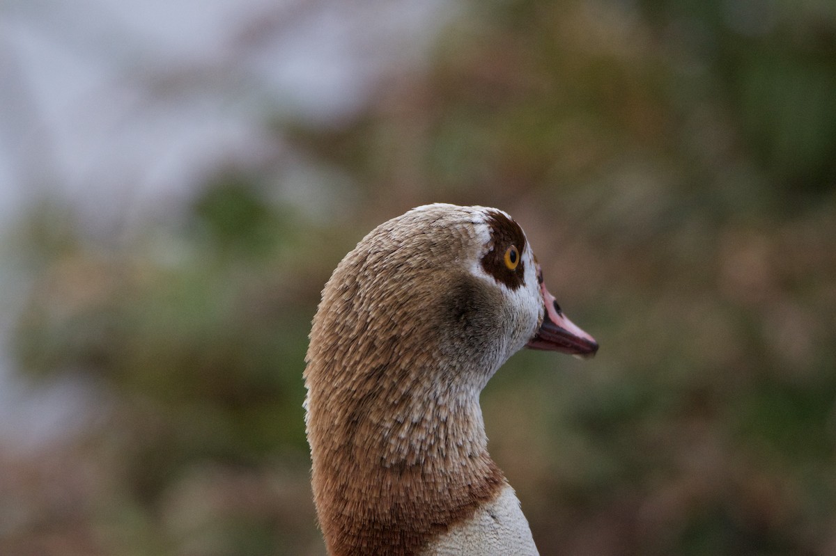 Ganso del Nilo - ML646395149