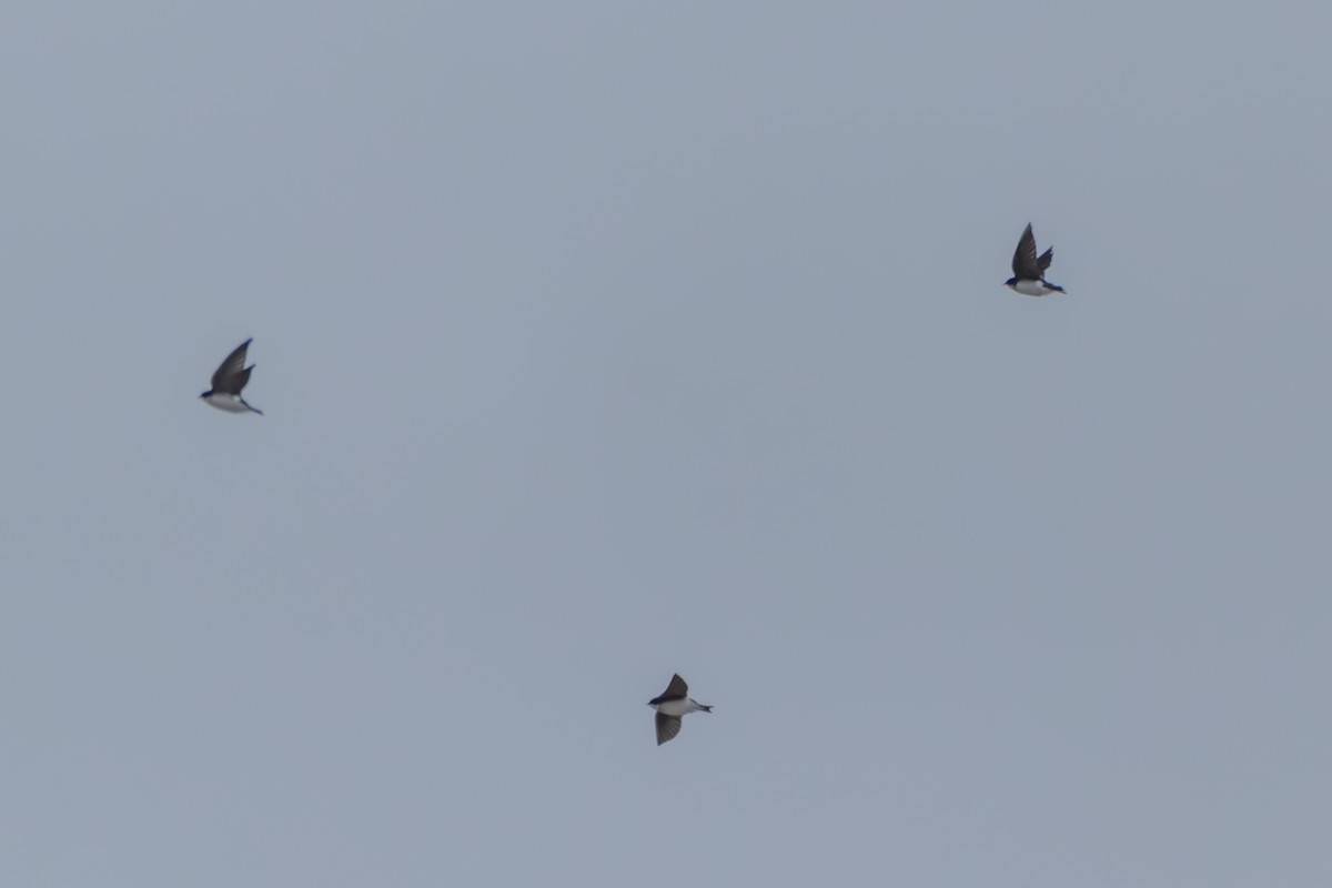 Golondrina Bicolor - ML646395150