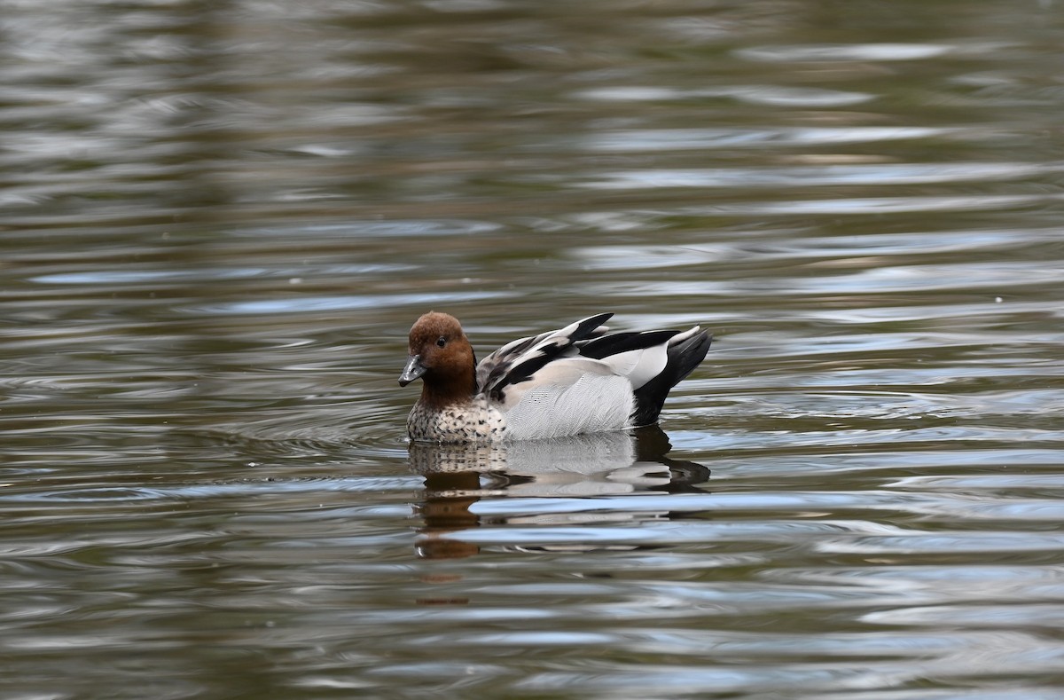 Pato de Crin - ML646395151
